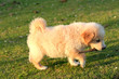 nice dog