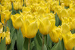 yellow tulips