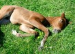 taking a nap