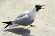 screaming seagull