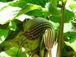 cobra plant cobra plant