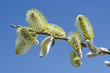 willow catkins willow catkins