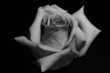 white rose 1 white rose 1