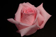 pink rose pink rose