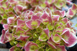 fleurs d'ortensia