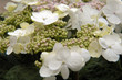 fleurs d'ortensia