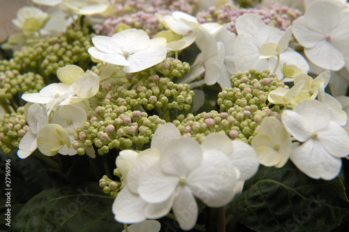 fleurs d'ortensia