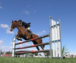 show jumping