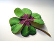 clover