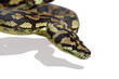 python schlange