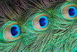3 pfauenaugen