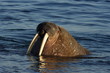 walrus