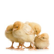 groupe de poussin
