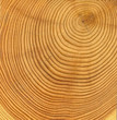 wooden cut texture