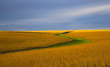 Foto: color of soy color of soy