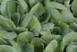 cabbage