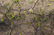 growing grass on ground