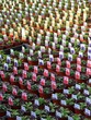 army of plants