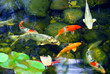 koi pond