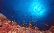 the reef