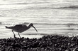 sandpiper sandpiper
