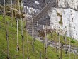 pieds de vigne et escaliers