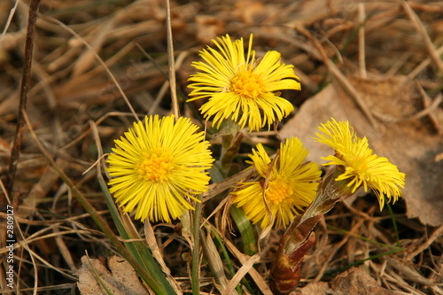 Foto: first flower first flower