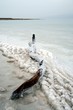 salty tree