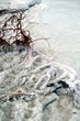 dead bushes