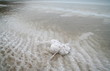 dead sea salt