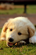 nice white labrador playing on grass
