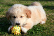 nice white labrador playing on grass