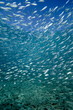silver fish