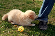 nice white labrador playing on grass nice white labrador playing on grass
