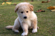 small labrador playing on the green grass