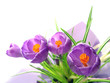 crocus crocus