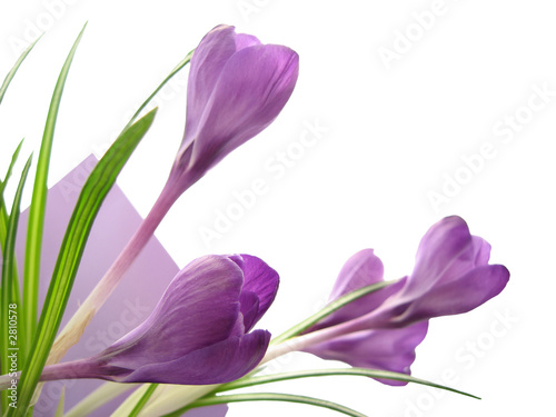 crocus crocus