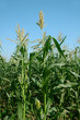fresh corn plant