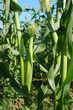 fresh corn plant