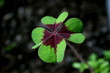 four-leaf clover