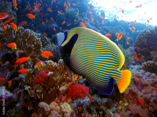 emperor angelfish