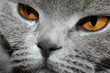 deep yellow eyes