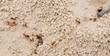 ant holes