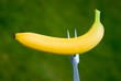 die banane