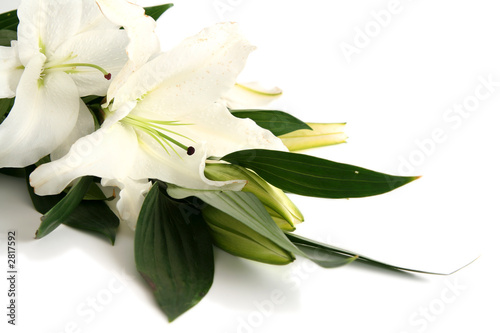 Photo: easter lilies easter lilies