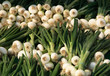 spring onion in the bunches
