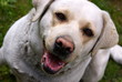 labrador