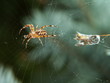 spider hunter