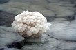 dead sea coral