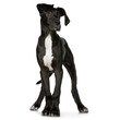 jeune dogue allemand